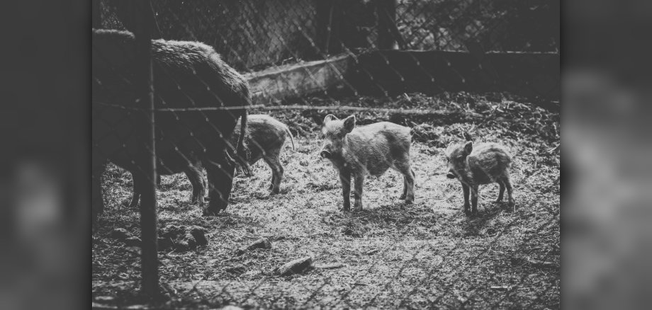 Wildschweinrotte mit Frischlingen